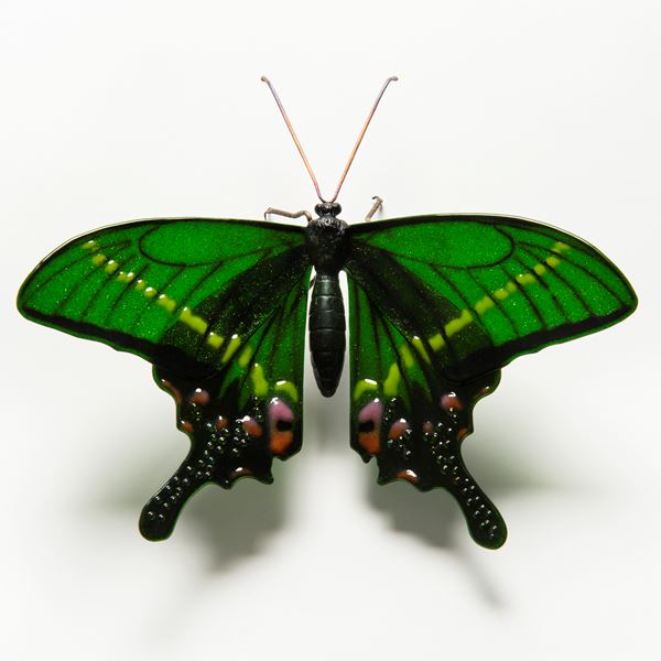 Krishna Peacock Butterfly
