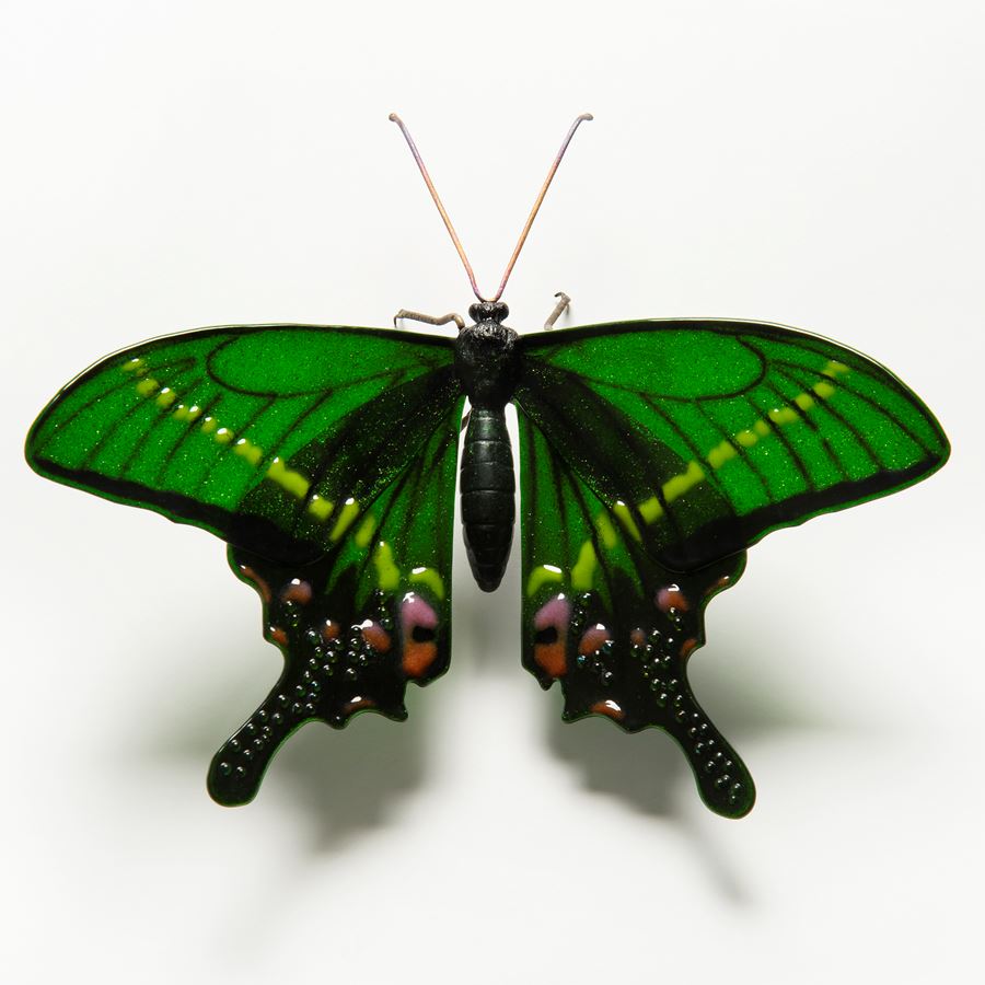Krishna Peacock Butterfly
