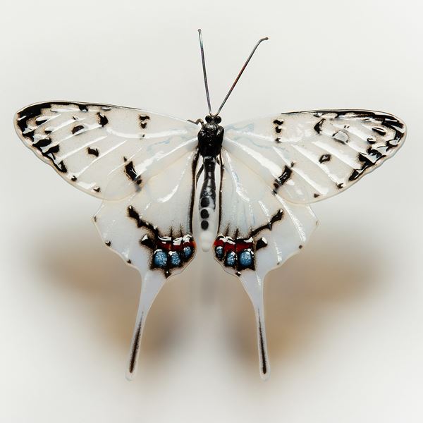 Dragon Swallowtail Butterfly