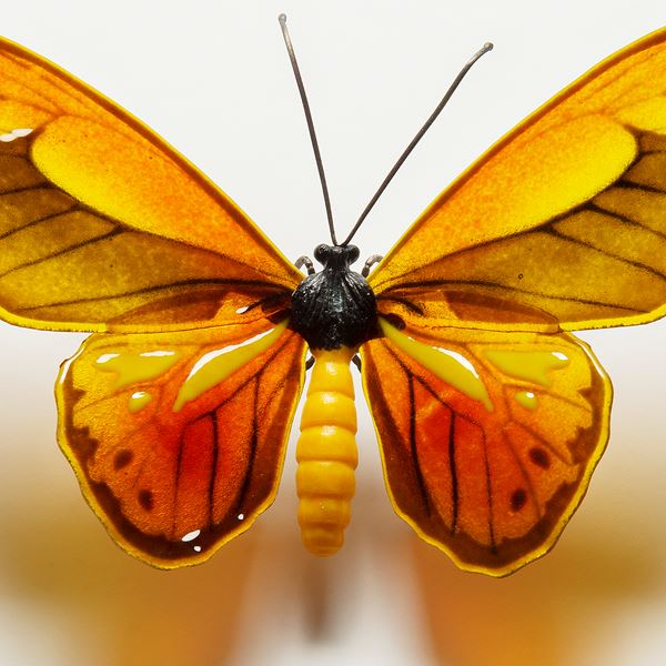 Wallace’s Golden Birdwing Butterfly