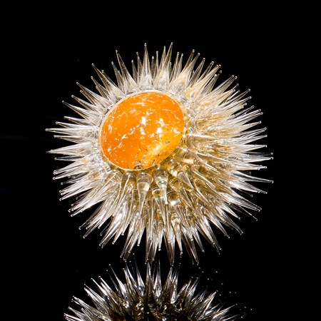 art glass sculpture of urchin in white with gold centre