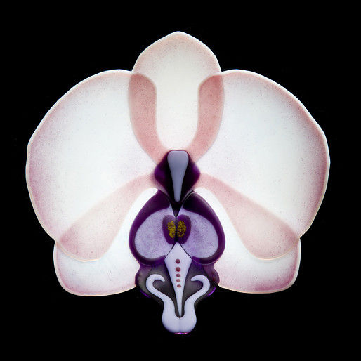 Phalaenopsis Phenomena 'Violet Blush'