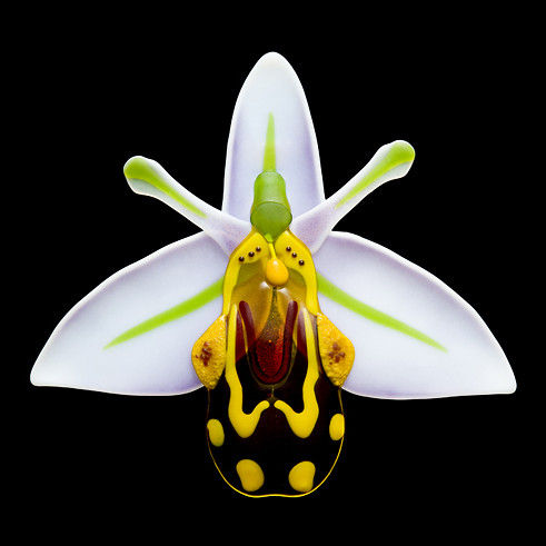 Bee Orchid 
