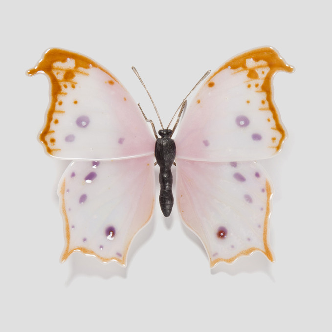 Mother of Pearl Morpho Butterfly