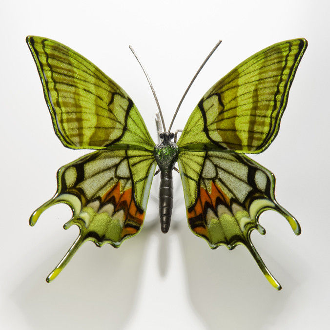 Kaiser I Hind Butterfly