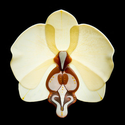 Phalaenopsis Phenomena 'Coral Kiss'