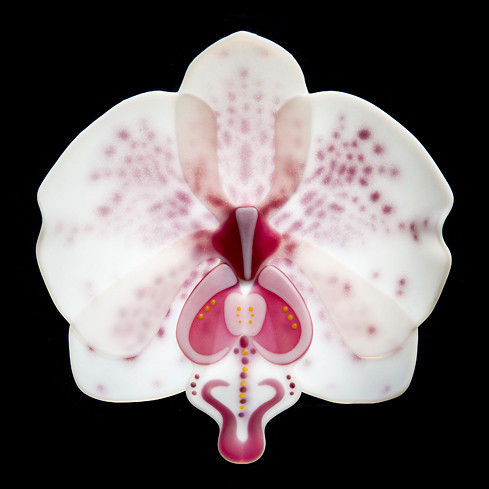 Phalaenopsis Phenomena Appoloosa