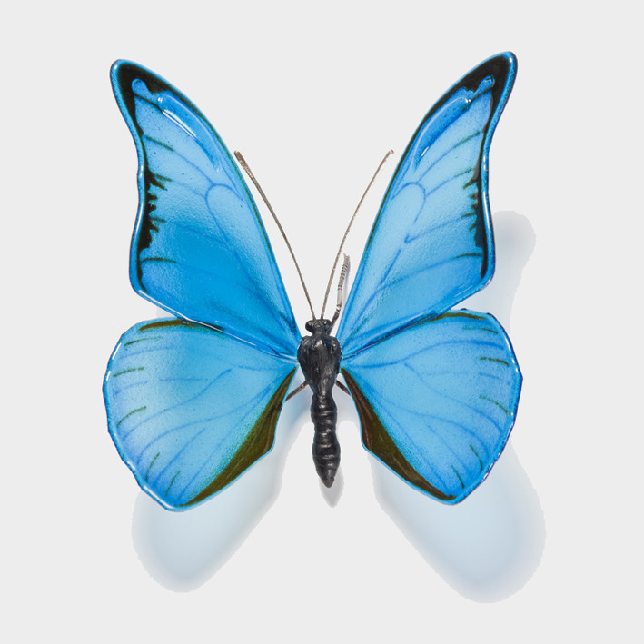 Blue Morpho Butterfly