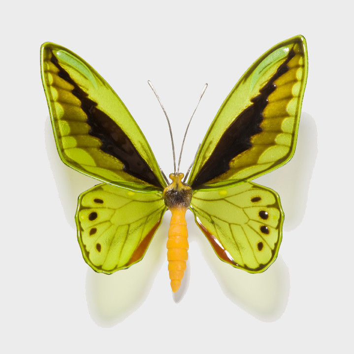 Cairns Birdwing Butterfly