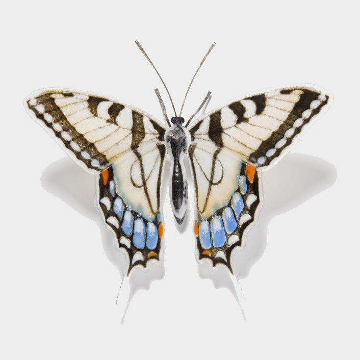 Swallow Tail Butterfly