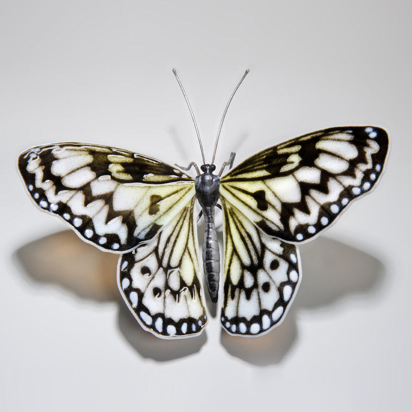 Tree Nymph Butterfly