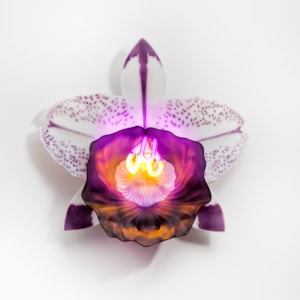 wall-mounted fused and sculpted glass art of flower in bright neon on white