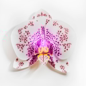 Fused and sculpted glass art of flower with neon