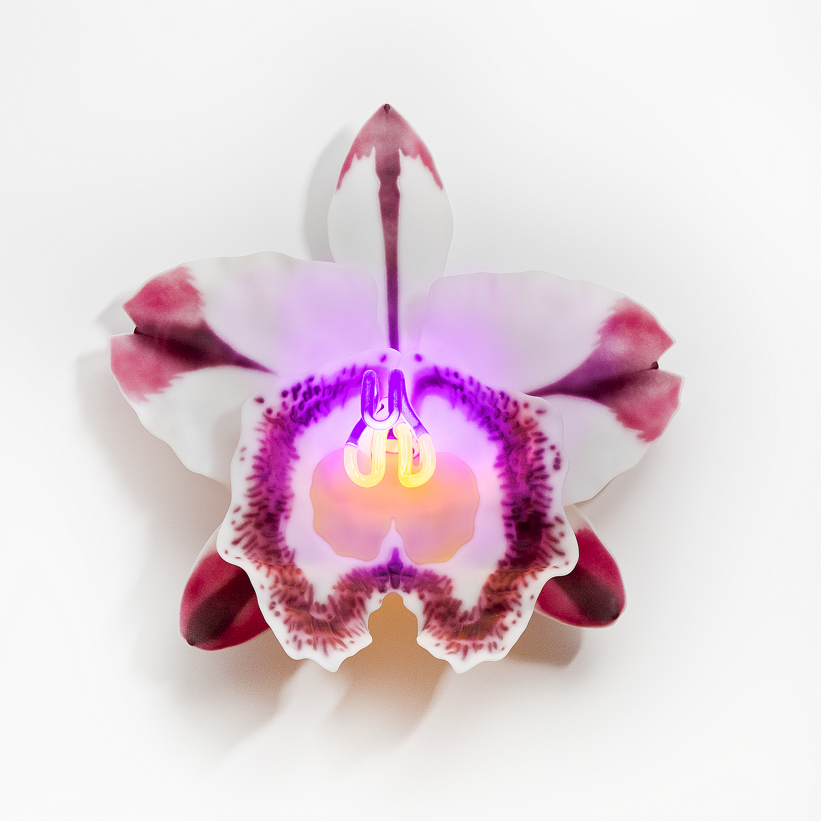 wall-mounted fused and sculpted glass art of flower in white red pink and purple neon