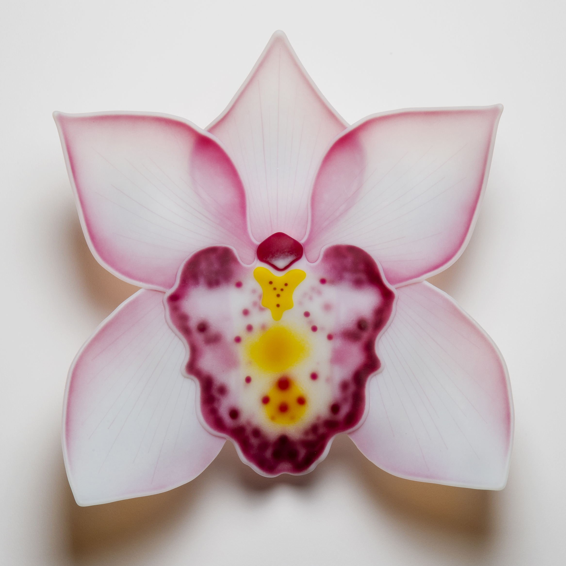 Cymbidium Pink