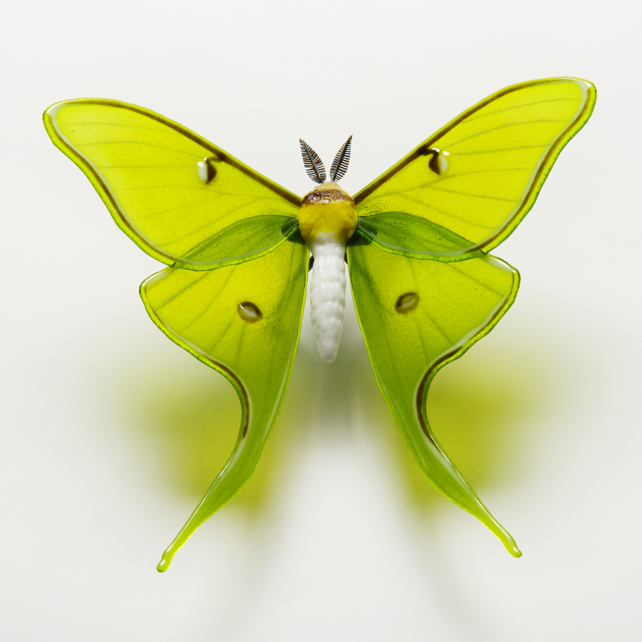 Luna Moth