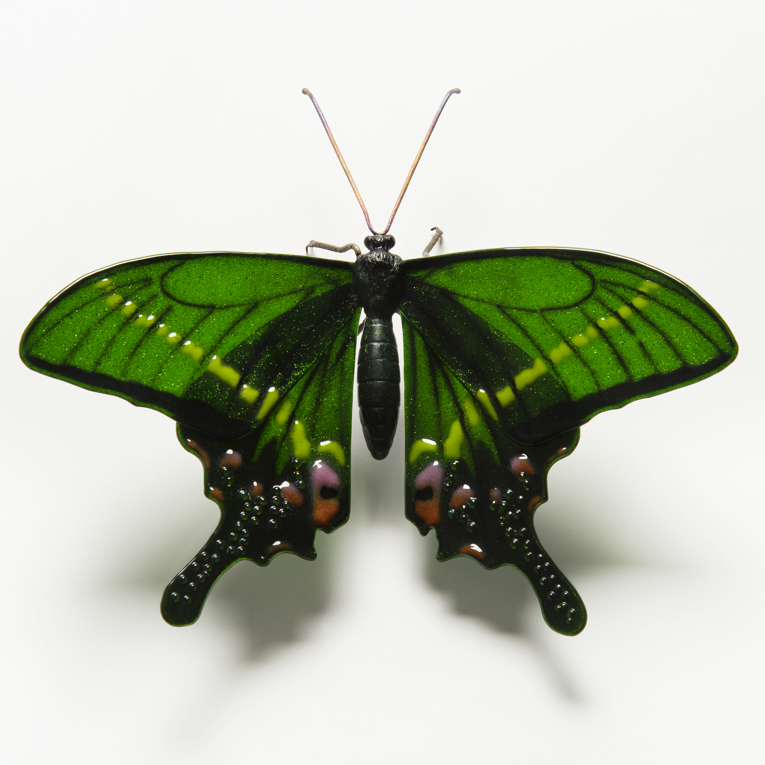 Krishna Peacock Butterfly