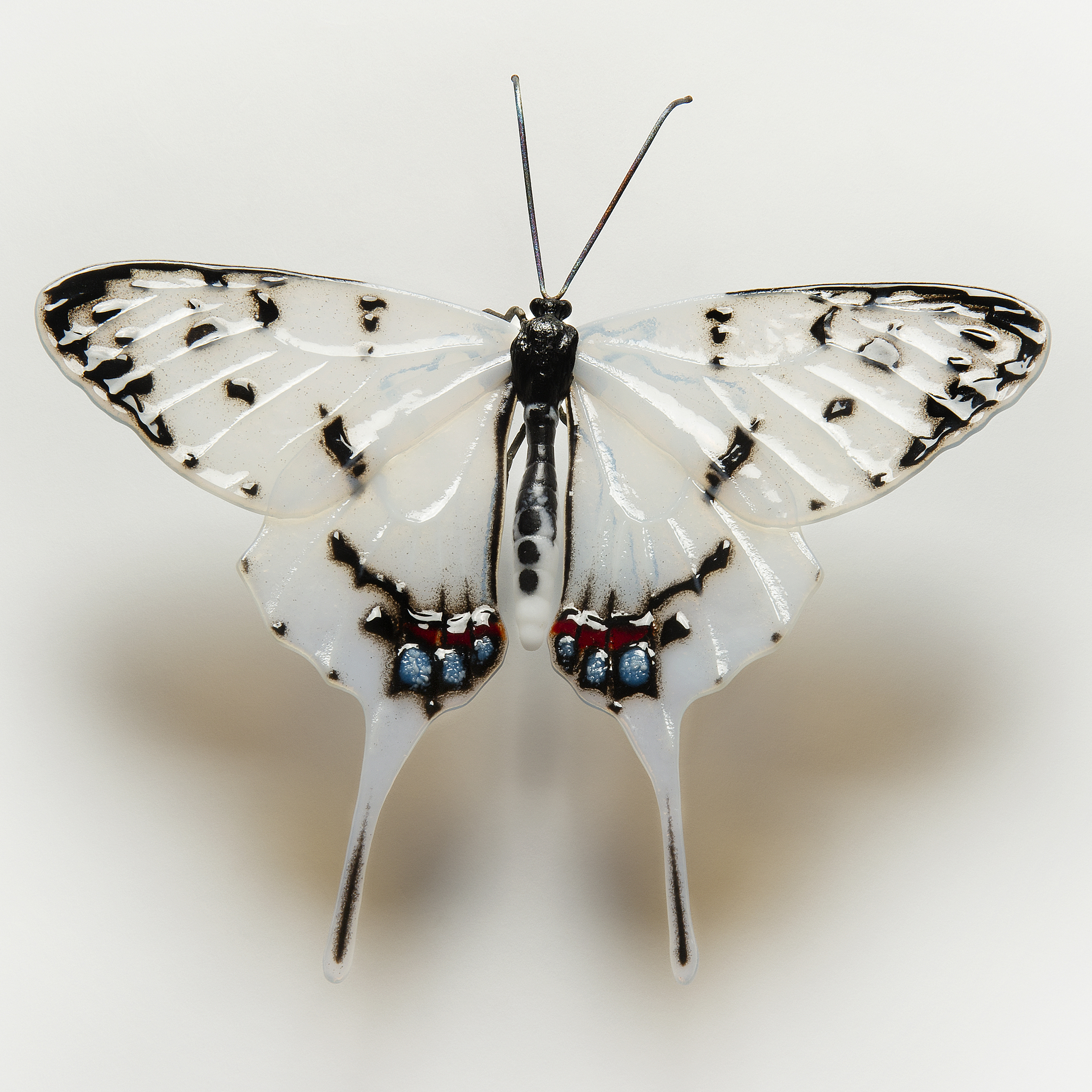 Dragon Swallowtail Butterfly