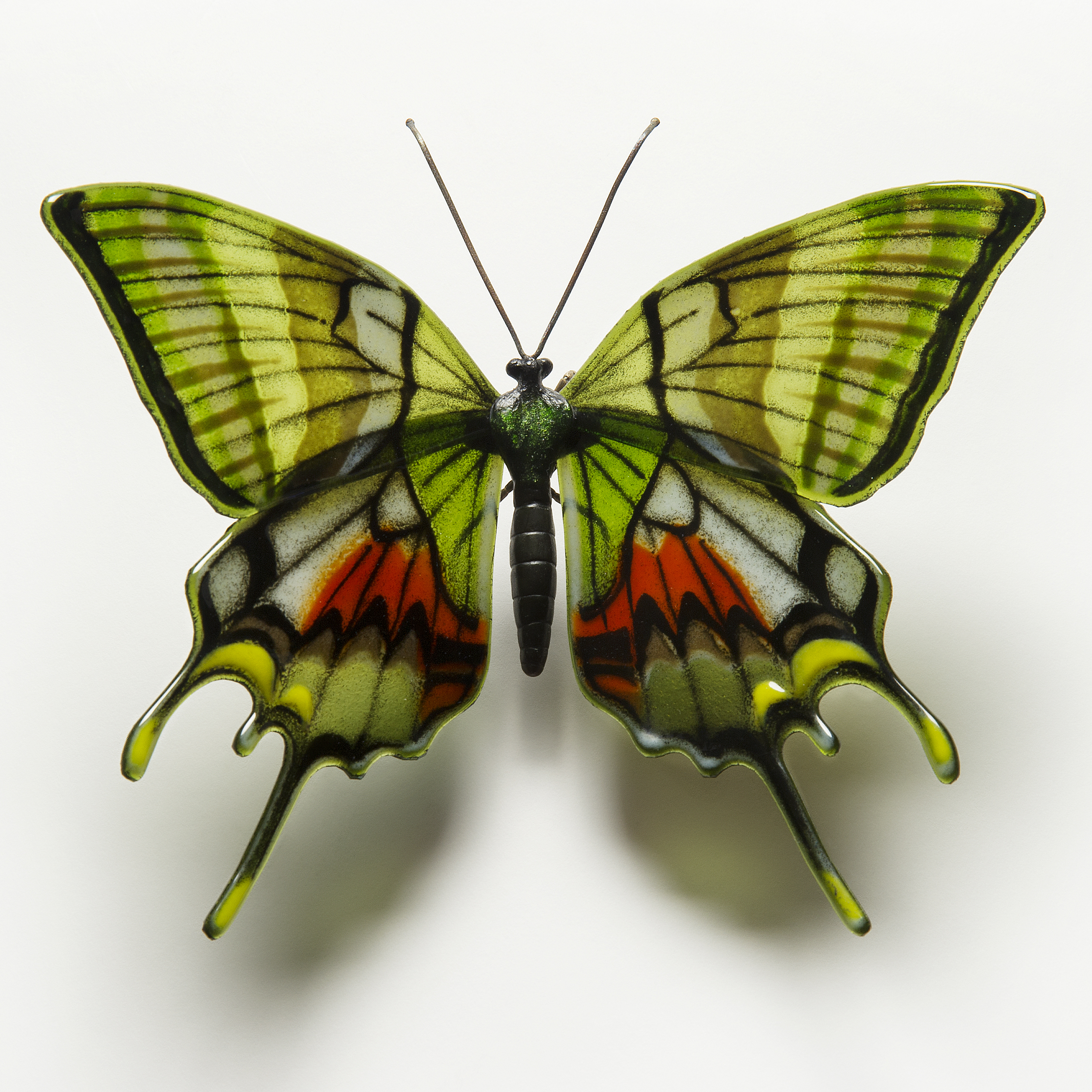 Kaiser I Hind Butterfly