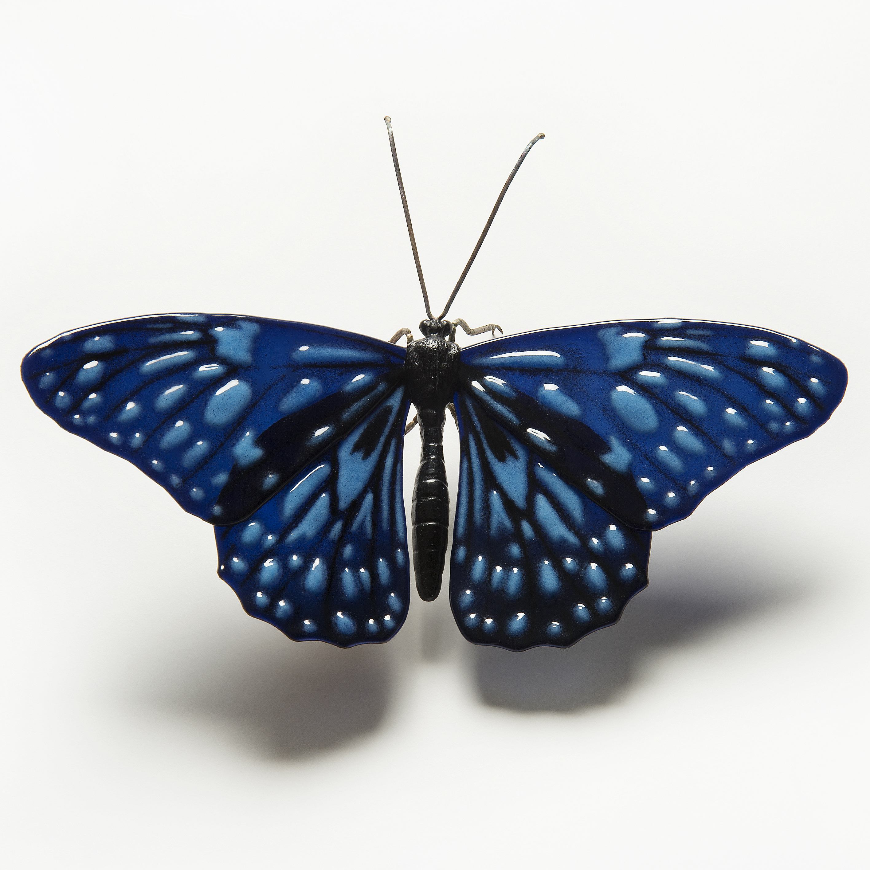 Blue Tiger Butterfly