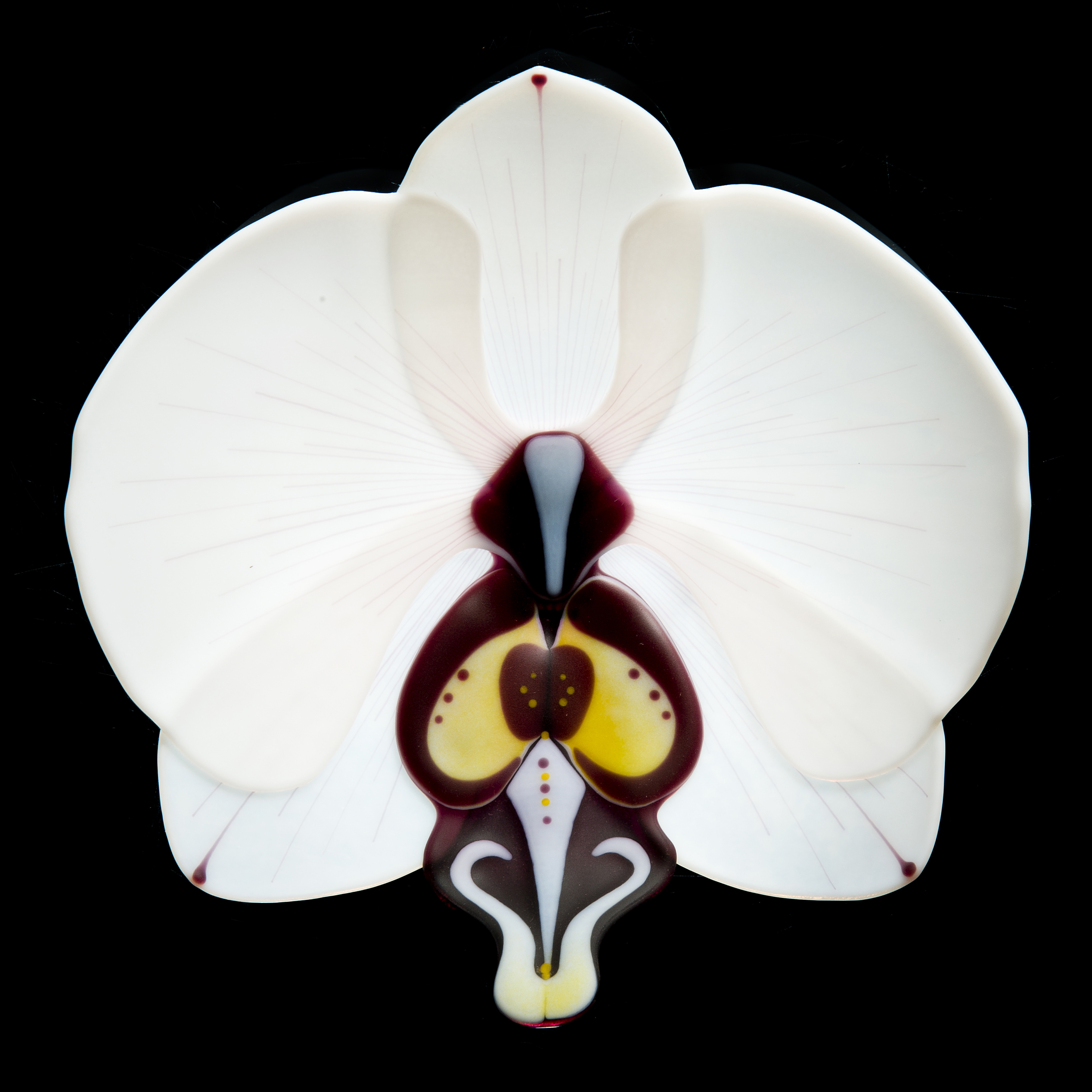 Phalaenopsis Phenomena Fushia