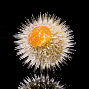 art glass sculpture of urchin in white with gold centre