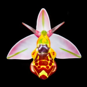 Ophrys Fuciflora