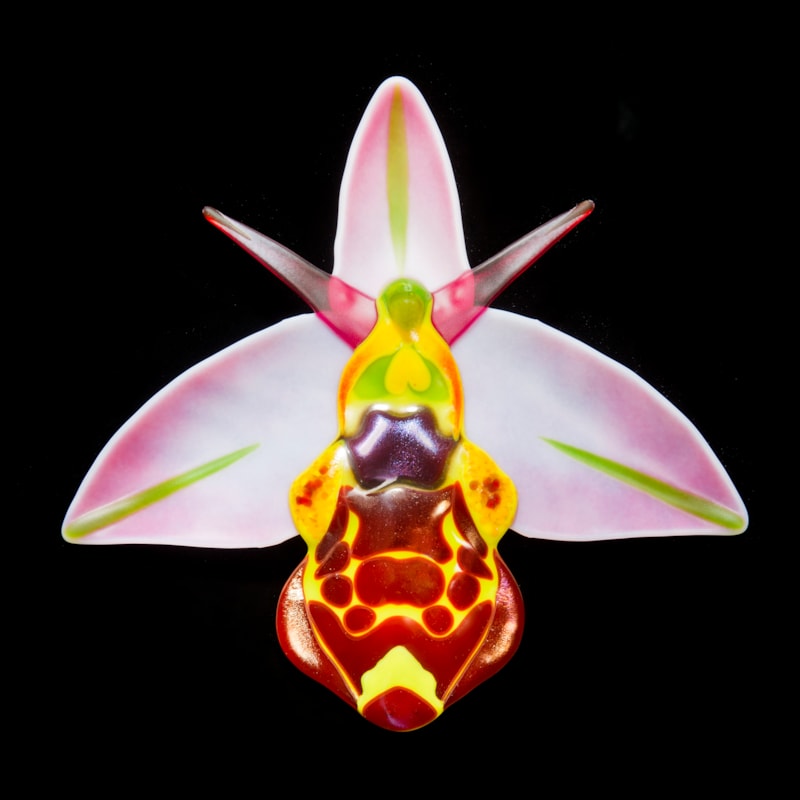 Ophrys Fuciflora
