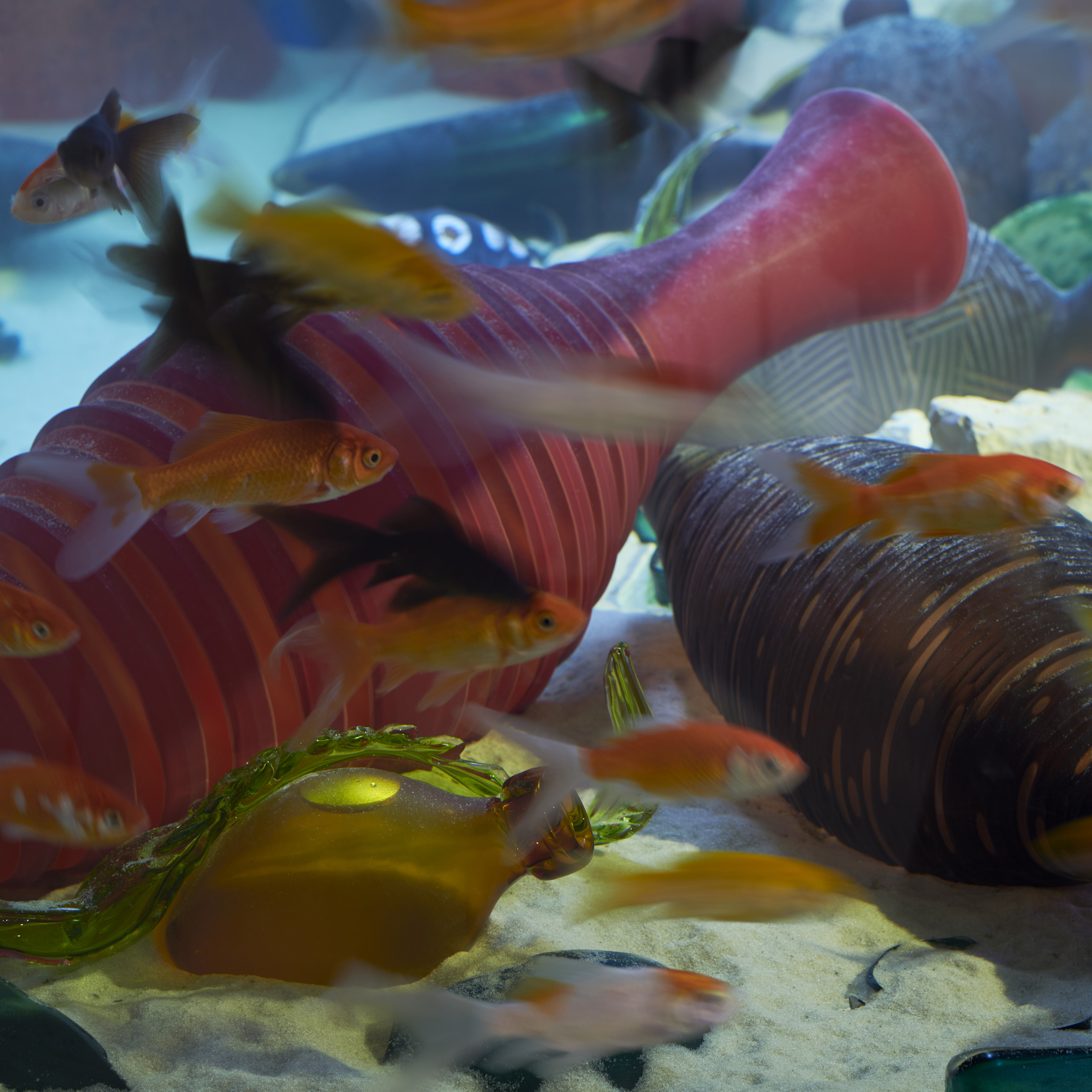 large rectangular fish tank with base covered in sand with nestled discarded colourful handblown textured glass amphora bottles with real fish swimming amongst them 
