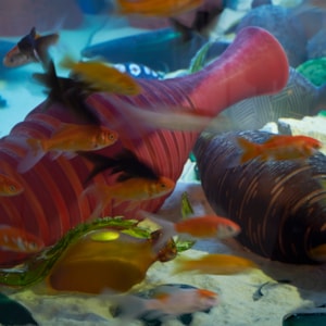 large rectangular fish tank with base covered in sand with nestled discarded colourful handblown textured glass amphora bottles with real fish swimming amongst them