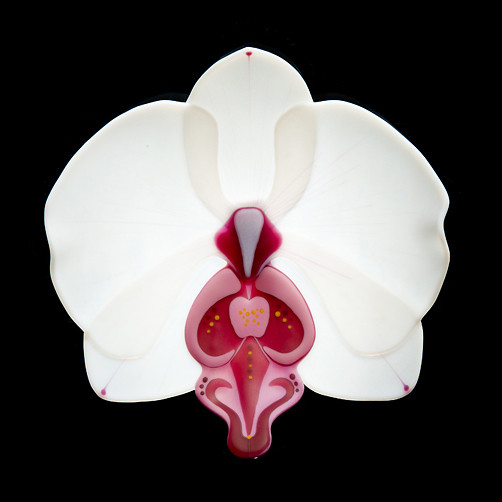 Phalaenopsis Phenomena 'Baby Pink'