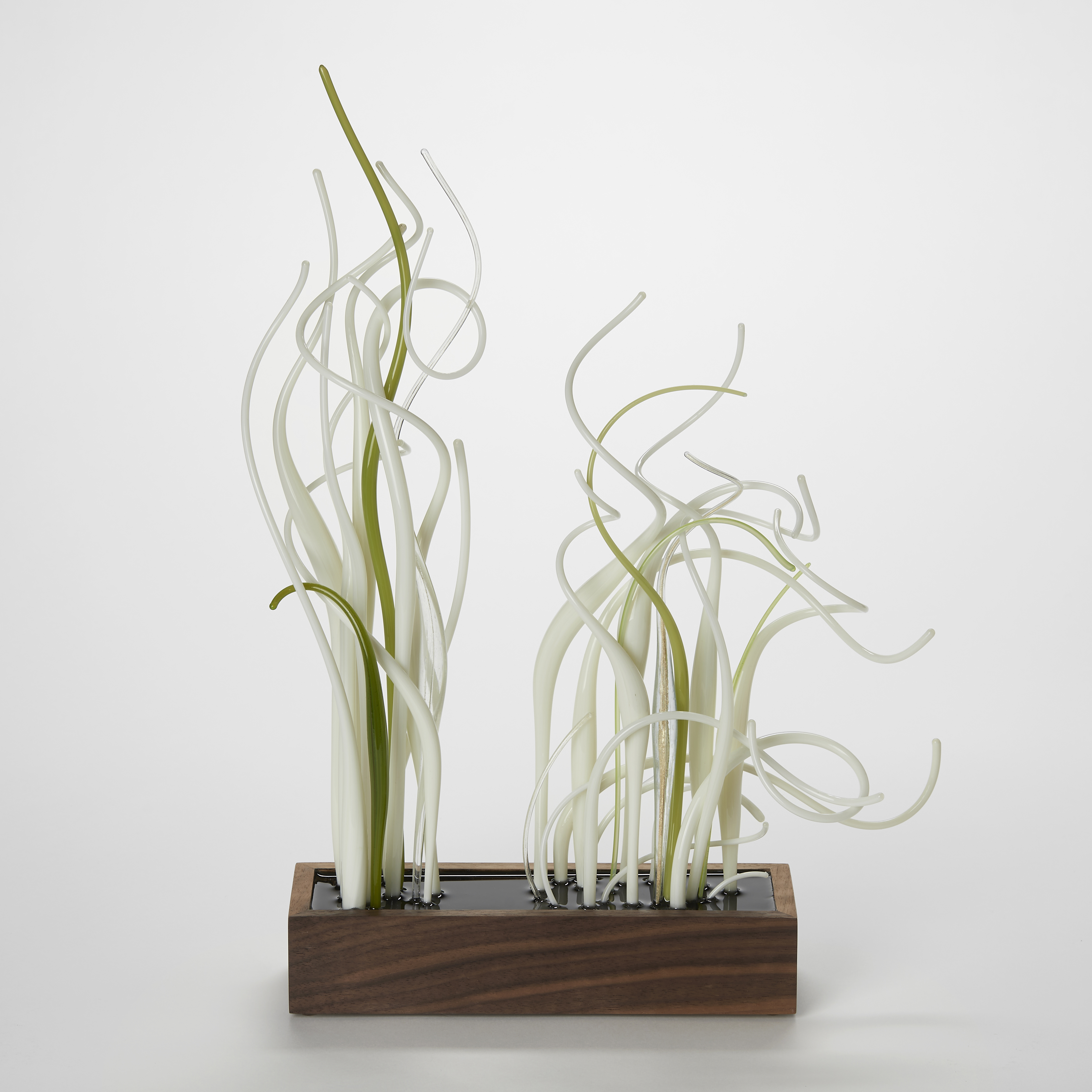 prone rectangular walnut wood base with two masses of curling opaque canes protruding from the top in off white ivory and sage green hand made from glass