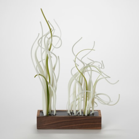prone rectangular walnut wood base with two masses of curling opaque canes protruding from the top in off white ivory and sage green hand made from glass