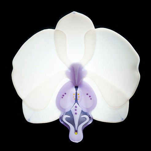 Phalaenopsis Phenomena 'Lavender'