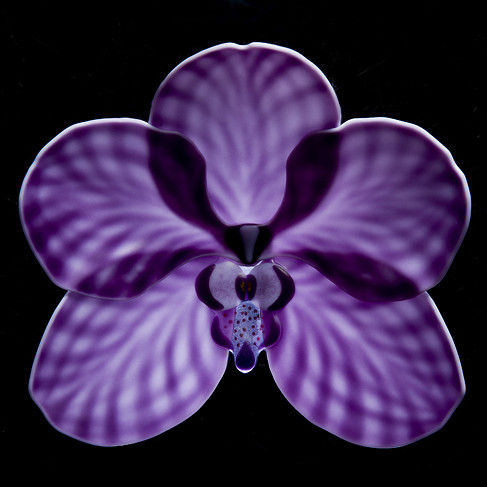 Vanda Viola
