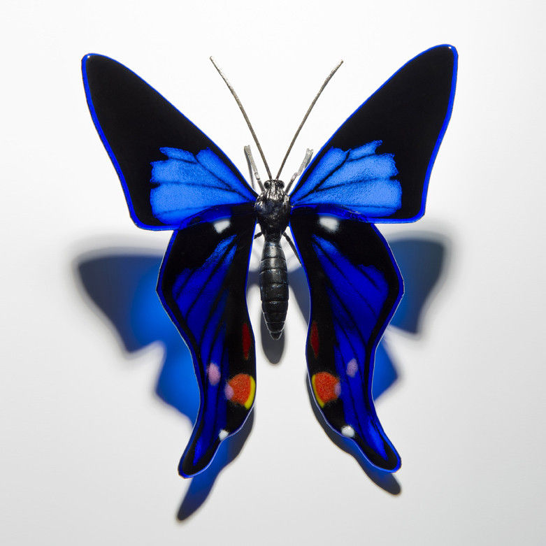 Periander Metalmark Butterfly