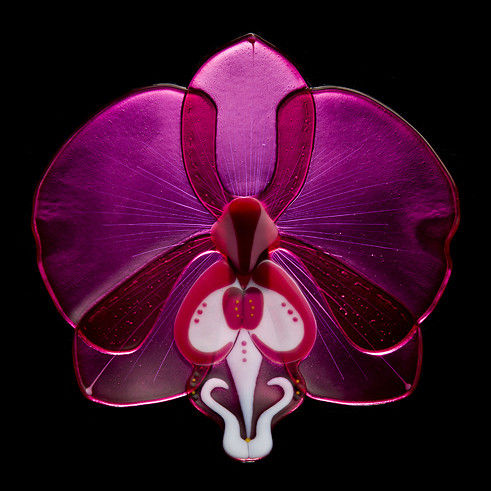 Phalaenopsis Phenomena 'Striking Pink'