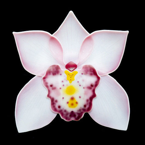 Cymbidium Fushia