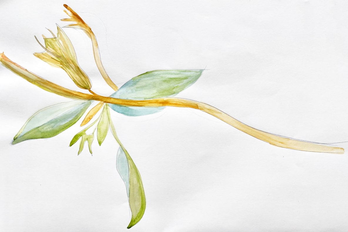 Fantasy Plants | A solo exhibition by Michèle Oberdieck